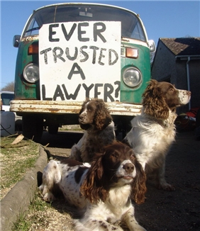 Sprinbger Spaniels At Large